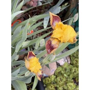 Dwarf Yellow And Reddish- Brown Veining Bearded Iris- 6 Rhizomes Mini Irises